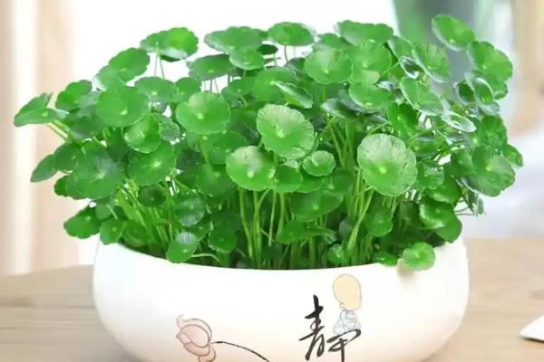 不开花植物的特点，只能通过孢子进行繁殖