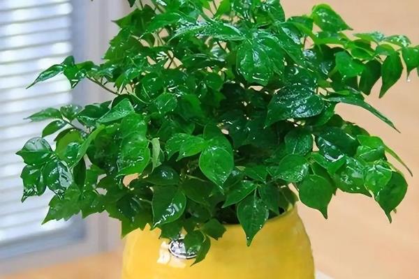 不开花植物的特点，只能通过孢子进行繁殖