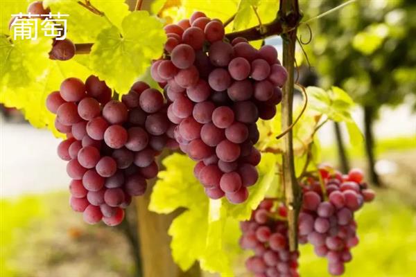 秋季的应季水果有哪几种，常见的有石榴、葡萄、梨等