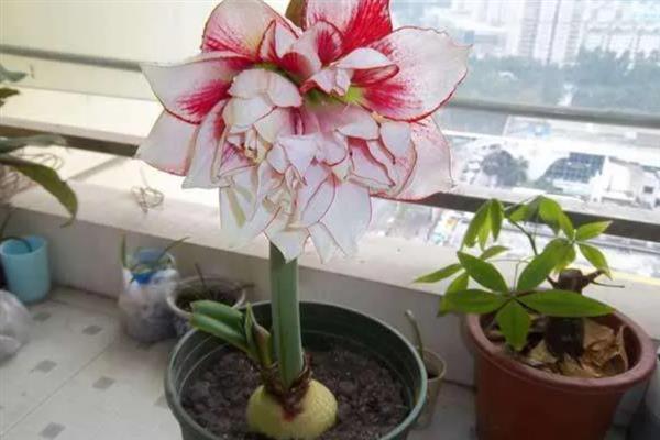 朱顶红开花后会结种子吗，朱顶红开花后会结种