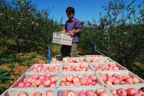 8月份管理苹果的方法，注意做好病虫防治、除草中耕等工作