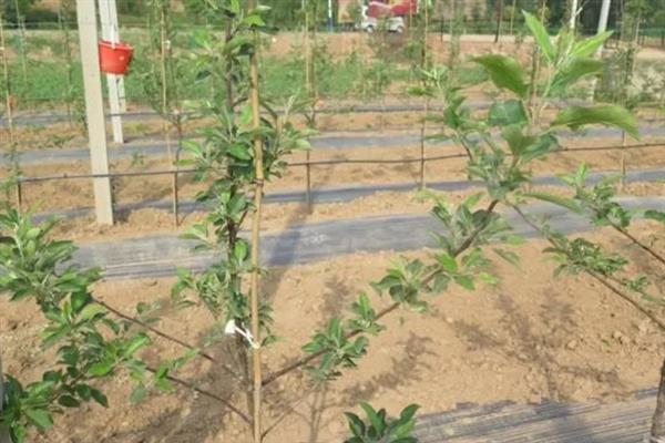 8月份管理苹果的方法，注意做好病虫防治、除草中耕等工作