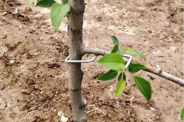 8月份管理苹果的方法，注意做好病虫防治、除草中耕等工作