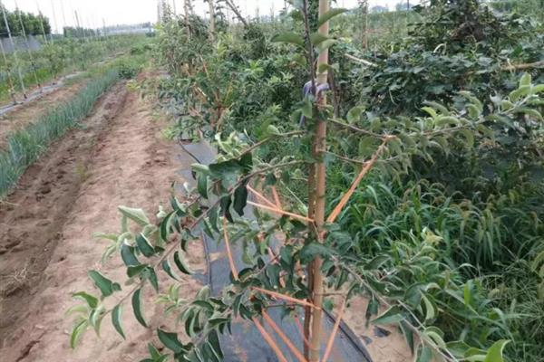 8月份管理苹果的方法，注意做好病虫防治、除草中耕等工作