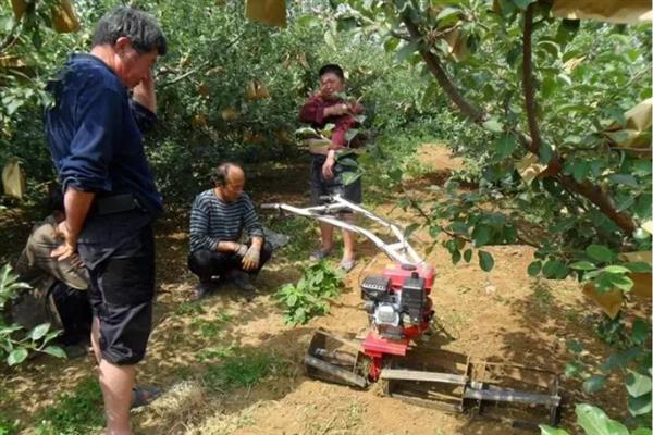 8月份管理苹果的方法，注意做好病虫防治、除草中耕等工作