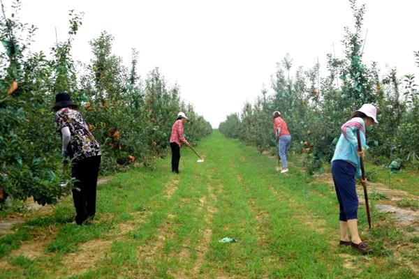 8月份管理苹果的方法，注意做好病虫防治、除草中耕等工作
