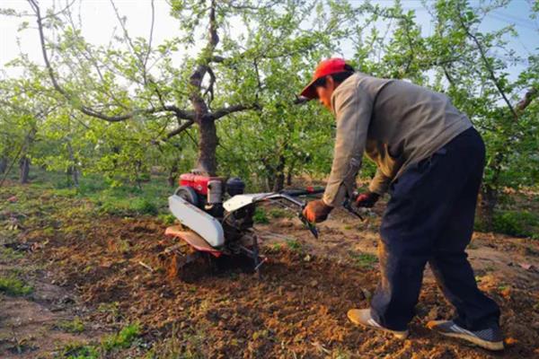 8月份管理苹果的方法，注意做好病虫防治、除草中耕等工作