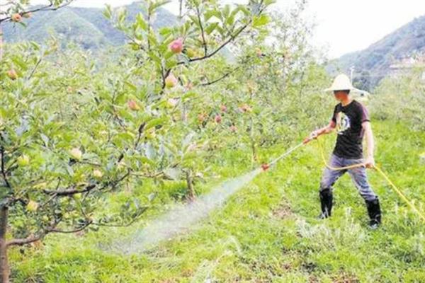 8月份管理苹果的方法，注意做好病虫防治、除草中耕等工作