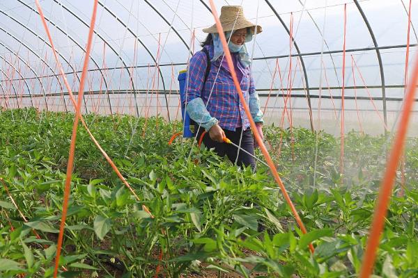 辣椒苗用哪种肥料生根快，可以喷洒叶面肥