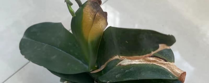 蝴蝶兰叶片有黏液的原因，可能是虫害导致的
