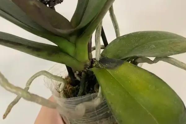 蝴蝶兰叶片有黏液的原因，可能是虫害导致的