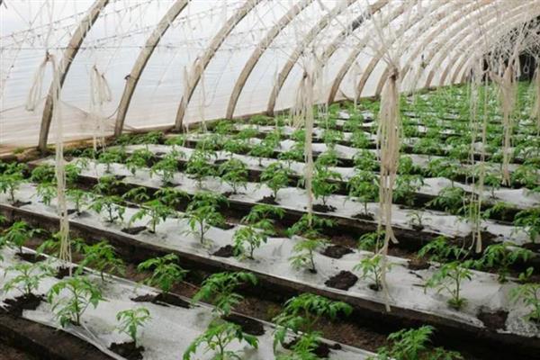 深冬番茄着色不好怎么办，在深冬草苫应尽可能早揭晚盖
