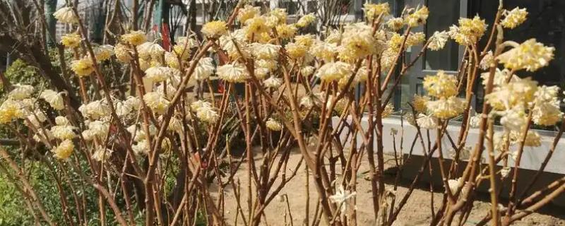 结香花的开放时间，自然花期是3-4月份