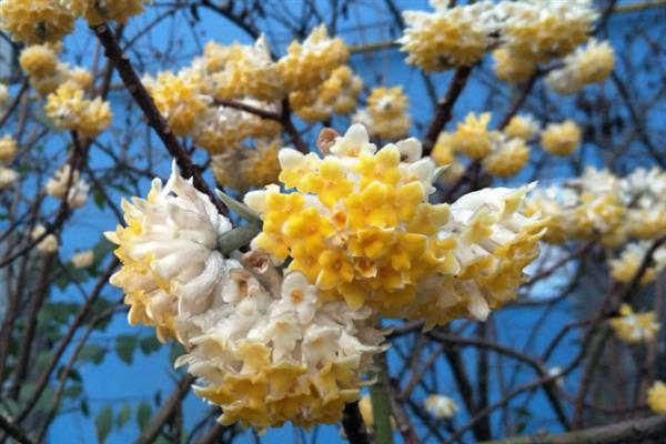 结香花的开放时间，自然花期是3-4月份