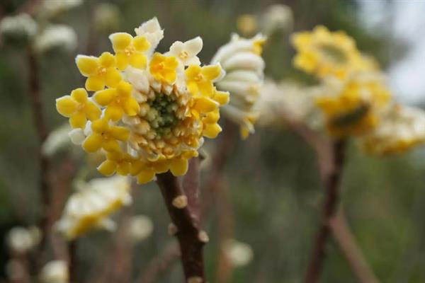 结香花的开放时间，自然花期是3-4月份