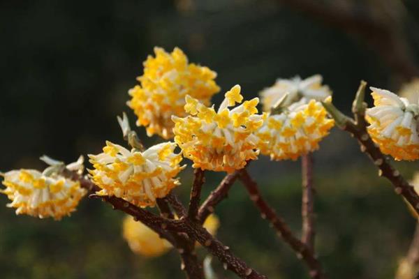 结香花的开放时间，自然花期是3-4月份