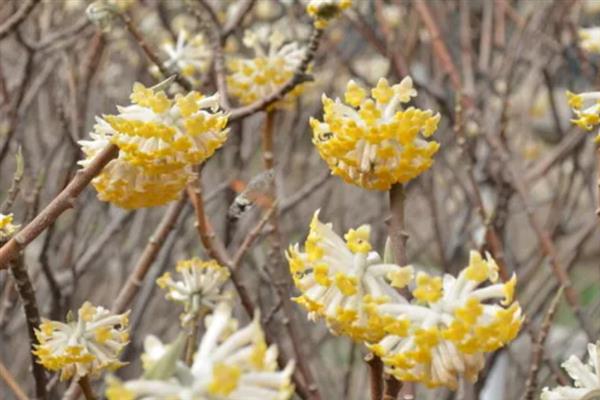 结香花的开放时间，自然花期是3-4月份