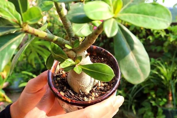 沙漠玫瑰养根变大的方法，生长期间每隔半个月追施一次磷钾肥