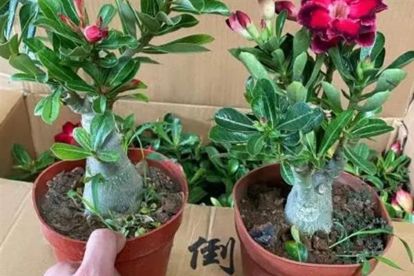 沙漠玫瑰养根变大的方法，生长期间每隔半个月追施一次磷钾肥