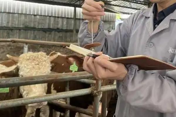 如何目测牛的体重，根据牛肉的大小可猜测重量