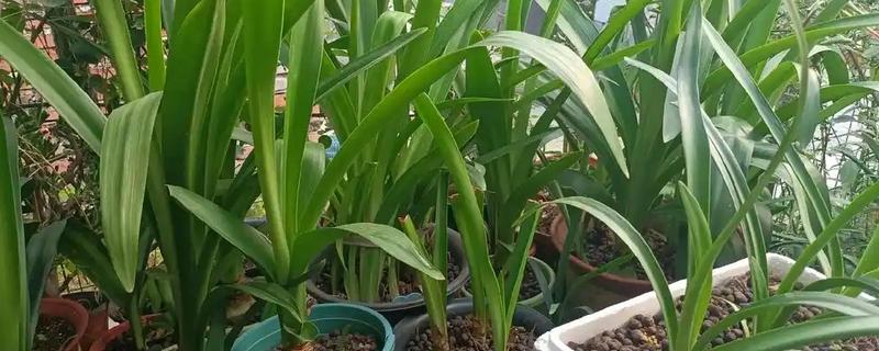 大头兰的剪叶时间，主要集中在春末夏初