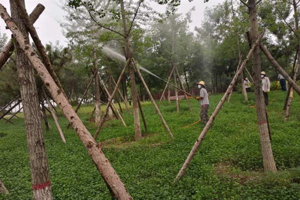 恶霉灵有什么作用，可灭杀感染植物的真菌、促进根系生长