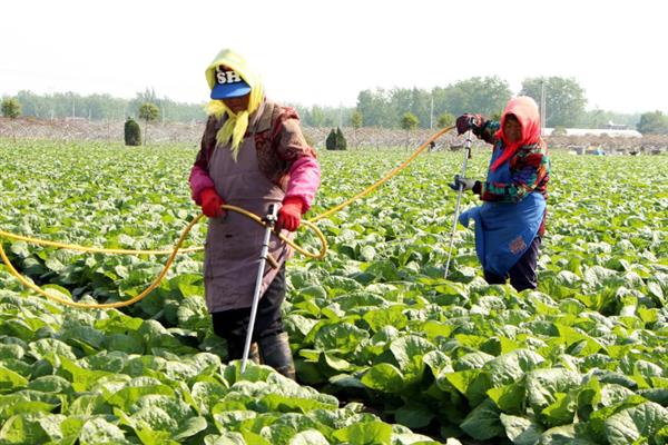 恶霉灵有什么作用，可灭杀感染植物的真菌、促进根系生长