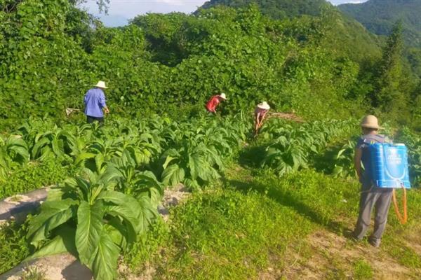 恶霉灵有什么作用，可灭杀感染植物的真菌、促进根系生长