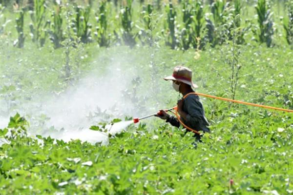 恶霉灵有什么作用，可灭杀感染植物的真菌、促进根系生长