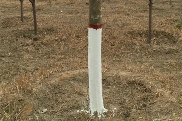 如何人工防控天牛类害虫，人工捕杀天牛