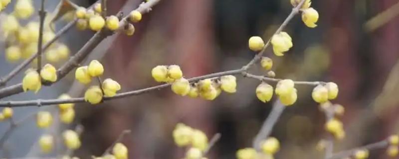 傲雪斗霜是指什么，梅花不惧风雪具有坚强不屈的品质
