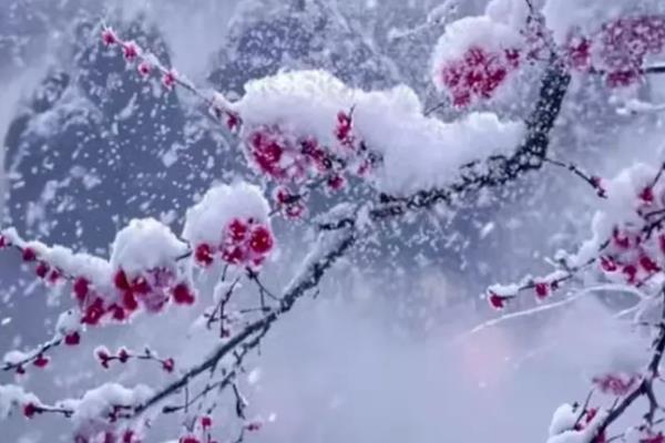 傲雪斗霜是指什么，梅花不惧风雪具有坚强不屈的品质