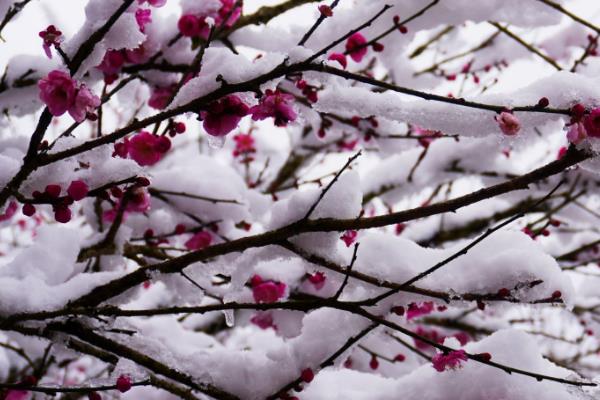 傲雪斗霜是指什么，梅花不惧风雪具有坚强不屈的品质