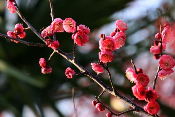 傲雪斗霜是指什么，梅花不惧风雪具有坚强不屈的品质