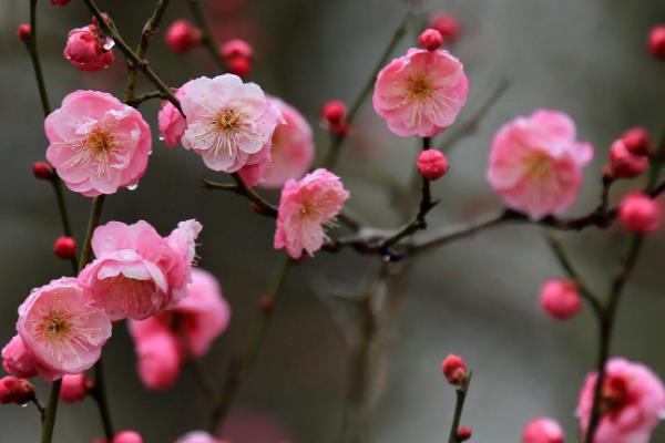 傲雪斗霜是指什么，梅花不惧风雪具有坚强不屈的品质
