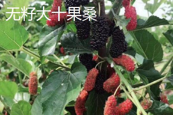 桑树有什么作用，桑叶可食用、桑木可用来造纸