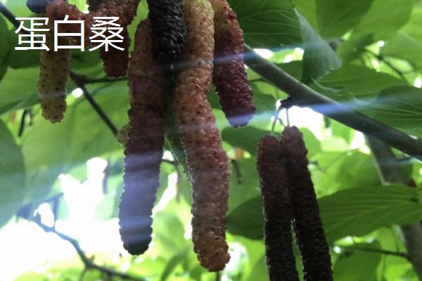 桑树有什么作用，桑叶可食用、桑木可用来造纸