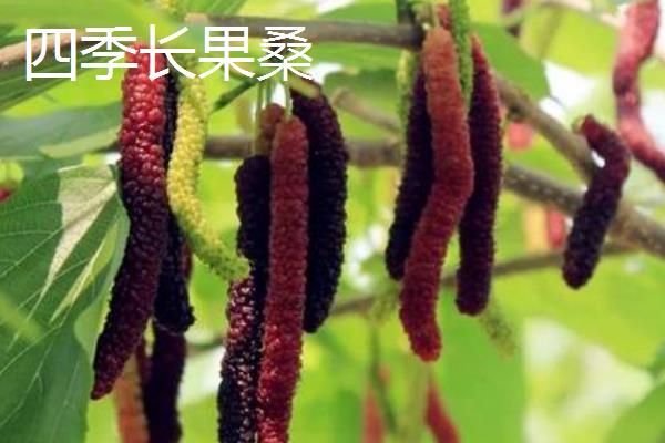 桑树有什么作用，桑叶可食用、桑木可用来造纸