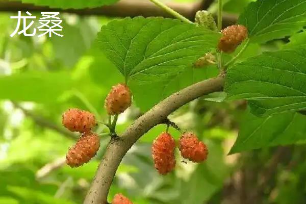 桑树有什么作用，桑叶可食用、桑木可用来造纸