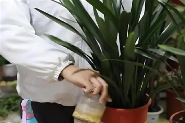冬季墨兰长出花芽如何养护，每天需见光2小时以上