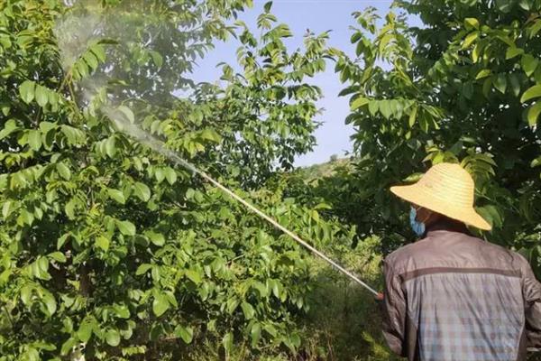 核桃为什么会掉果，大多是养分不足、感染病害等因素造成