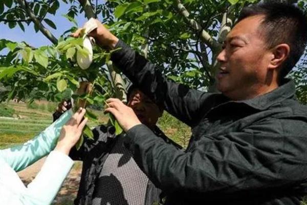 核桃为什么会掉果，大多是养分不足、感染病害等因素造成