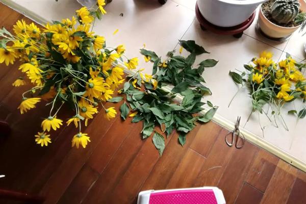 鬼子姜怎么种植，发芽后要为其施加氮肥