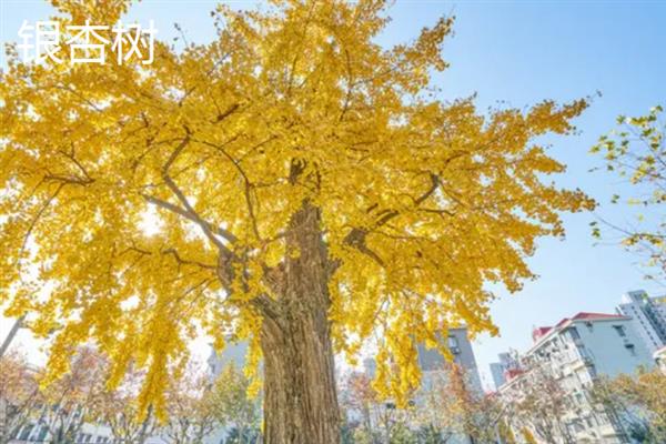 夫妻树的种类，常见的有合欢树、银杏树等