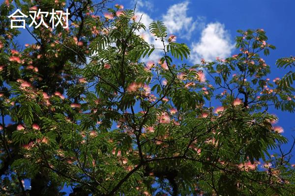 夫妻树的种类，常见的有合欢树、银杏树等