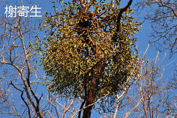 夫妻树的种类，常见的有合欢树、银杏树等