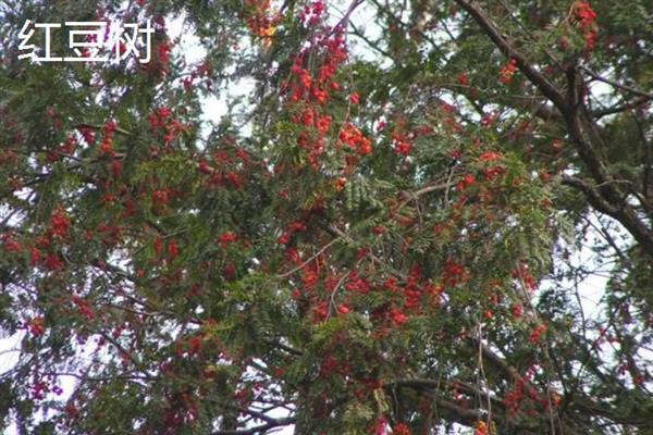 夫妻树的种类，常见的有合欢树、银杏树等