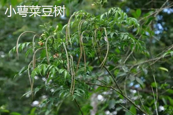 夫妻树的种类，常见的有合欢树、银杏树等