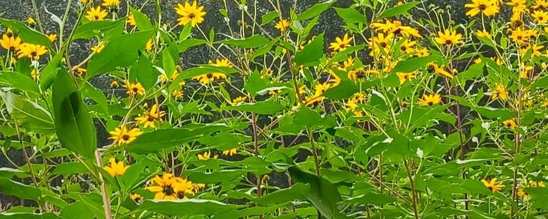鬼子姜怎么种植，发芽后要为其施加氮肥