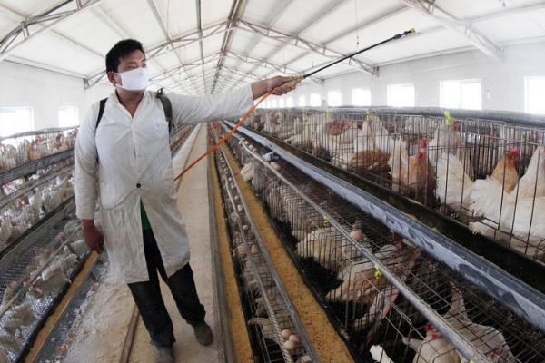 怎么给鸡避暑，采取通风换气、减少热辐射等降温措施